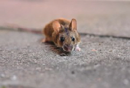 Kammerjaeger in Hamburg Oekokil zertifizierter Fachbetrieb. Maus im Haus