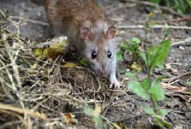 Kammerjaeger in Hamburg Oekokil zertifizierter Fachbetrieb. Ratten Bekämpfung